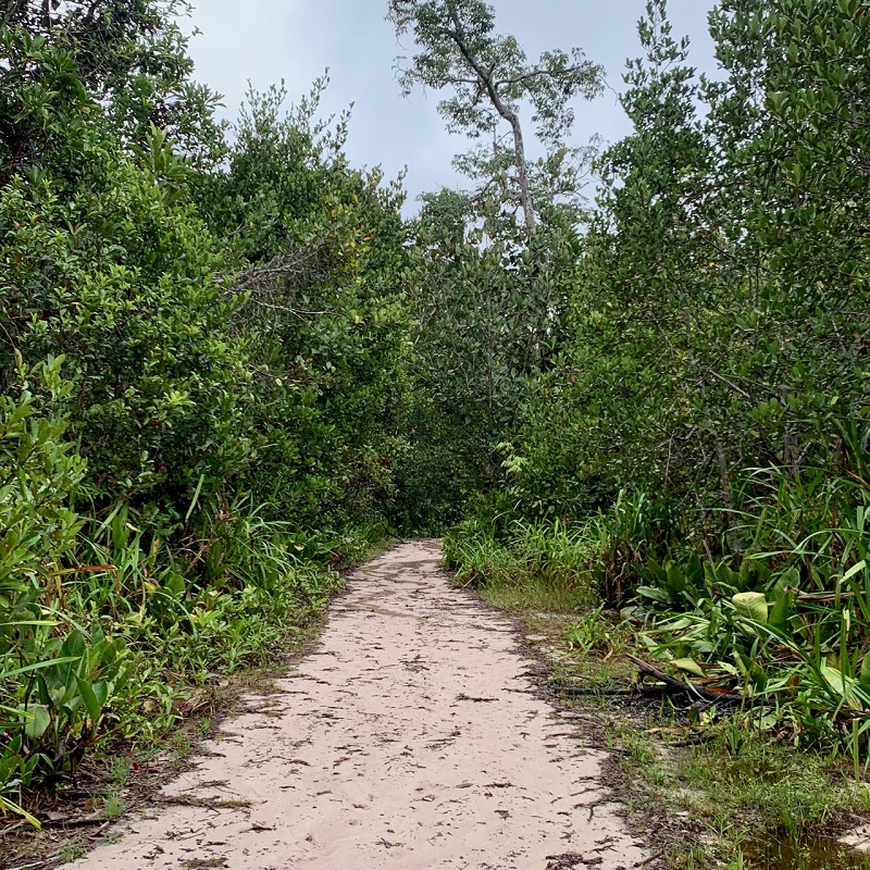 White sand forest trail. Photo © Diego Calderon. 