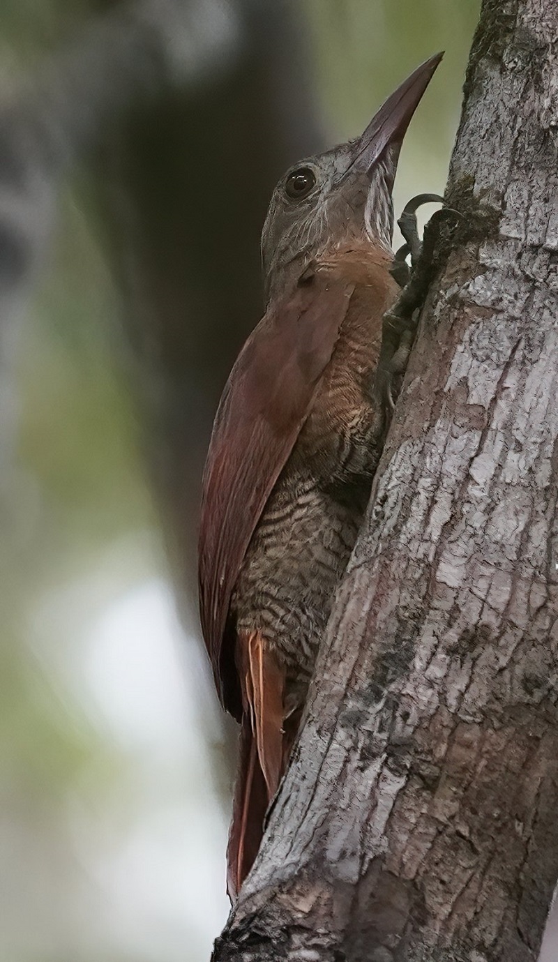 Bar-bellied Woodcreeper. Photo © Geroges Kleinbaum.