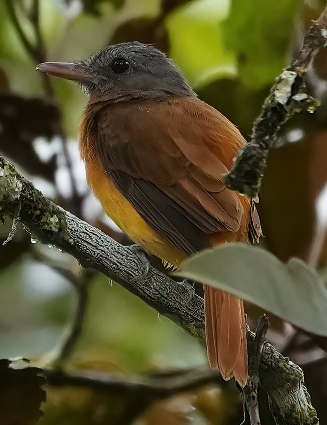 Citron-bellied Attila by Georges Kleinbaum.