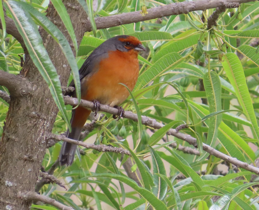 Cochabamba Mountain Finch, Bolivia. Photo © Gina Nichol 