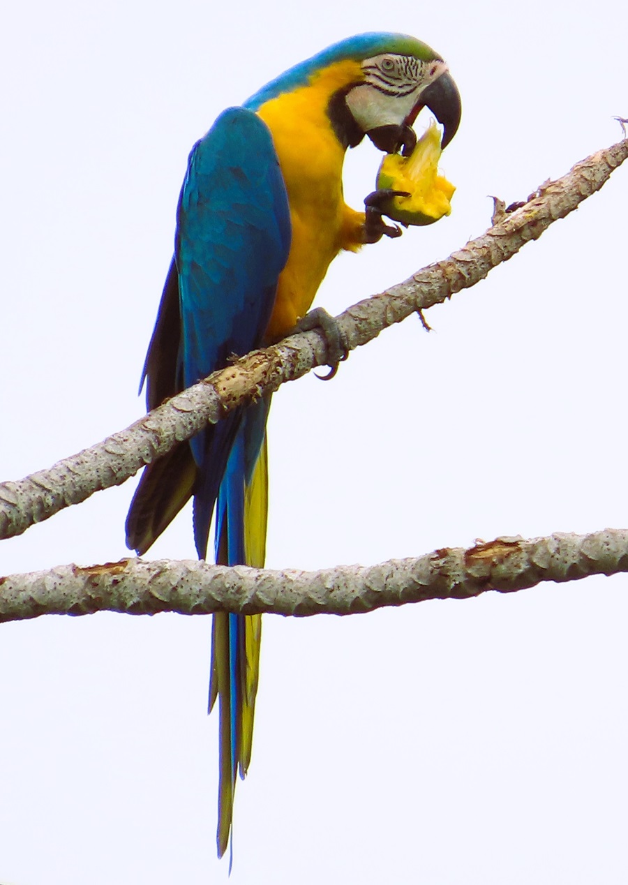 Blue-and-yellow Macaw, Bolivia. Photo © Gina Nichol 