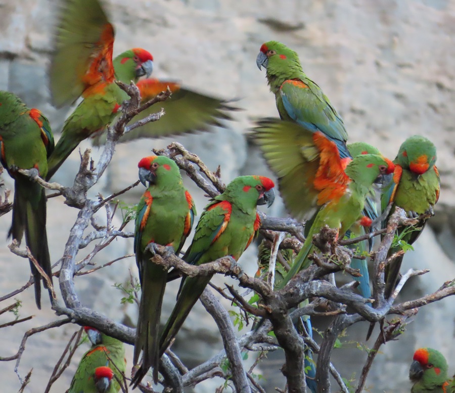 Red-fronted Macaws, Bolivia. Photo © Gina Nichol 