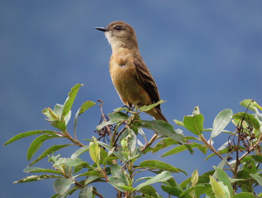 Rufous-bellied Bush Tyrant, Bolivia, Photo © Gina Nichol 