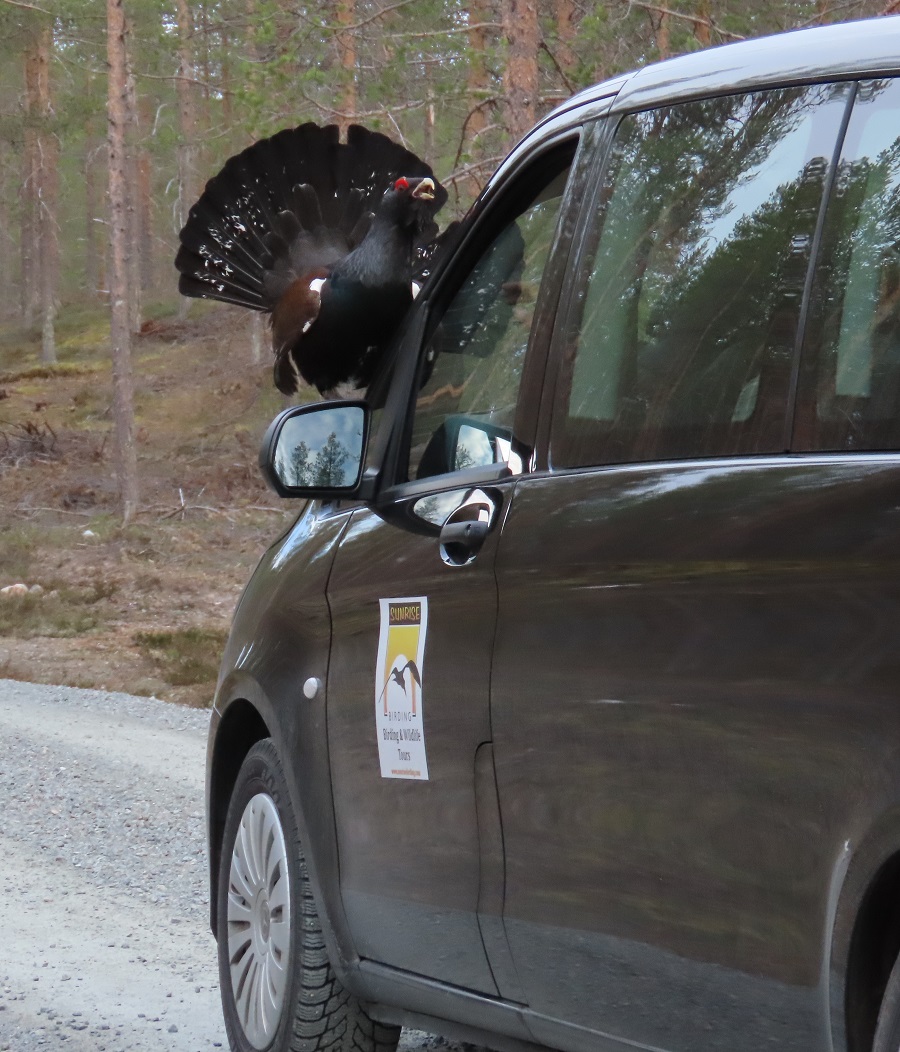 Capercaillie on the hood of the van. Photo © Gina Nichol. 
