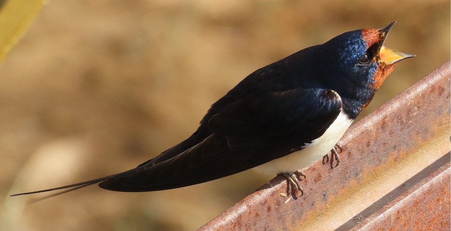 Barn Swallow. Photo © Gina Nichol.