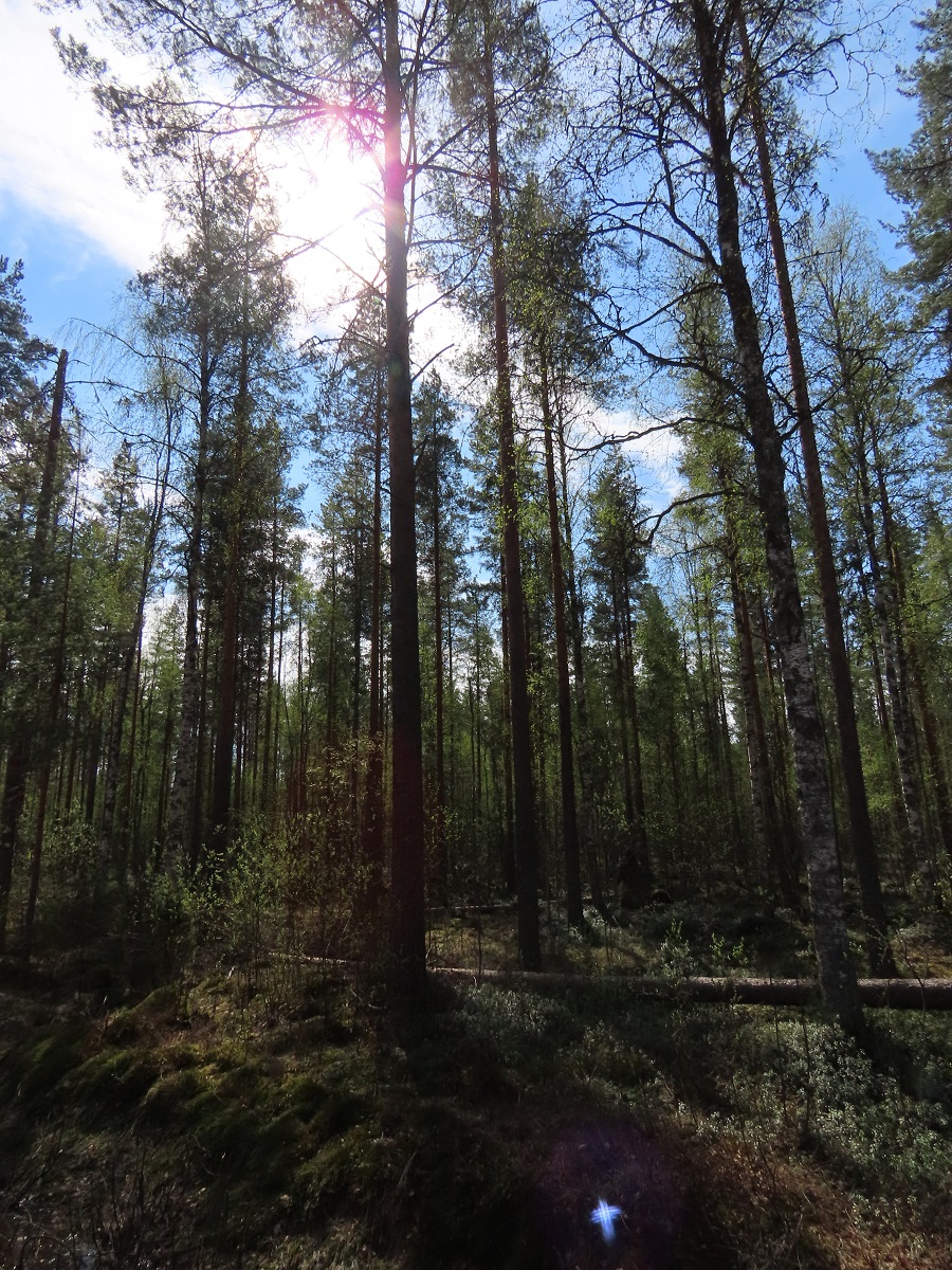 The Finland Forest. Photo © Gina Nichol.
