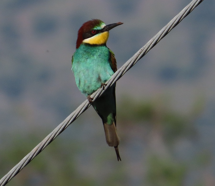 European Bee-eater © Gina Nichol.