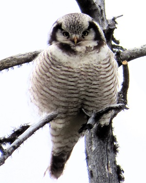 Northern Hawk Owl. Photo by Gina Nichol.