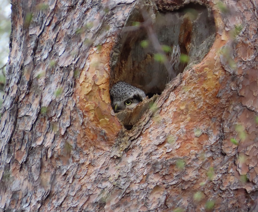 Northern Hawk Owl. Photo © Gina Nichol. 