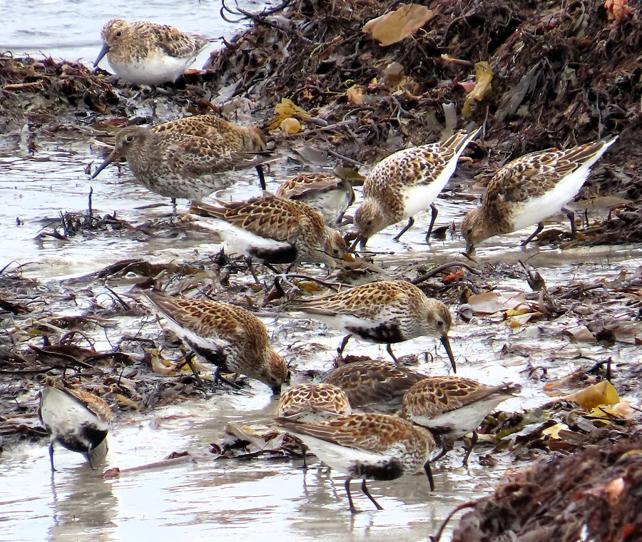 A Chaos of Shorebirds. Photo © Gina Nichol. 