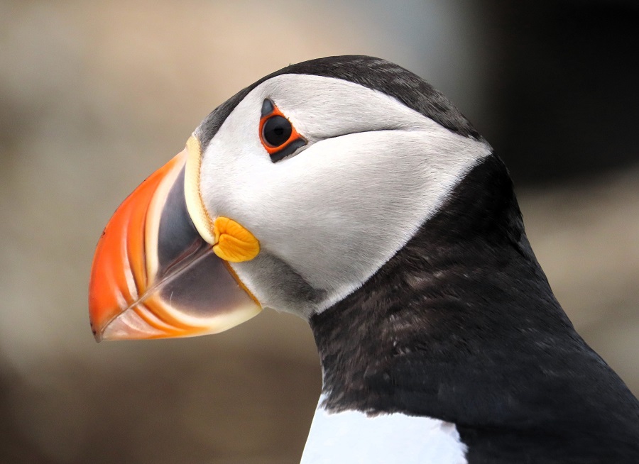 Up Close and personal with Puffin by Gina Nichol