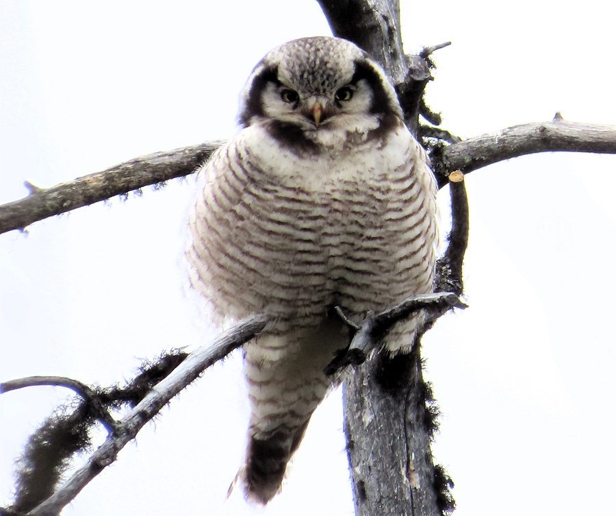 Northern Hawk Owl . Photo © Gina Nichol.