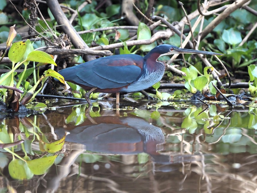 Agami Heron by Eduardo Patrial