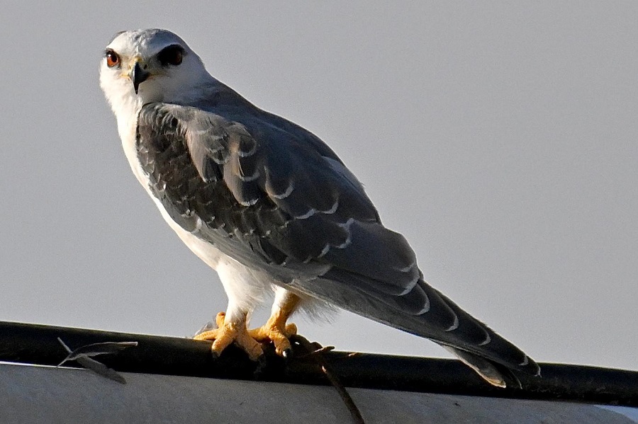 Black-shouldered Kite by Lori Herfurth