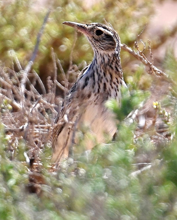 Dupont's Lark by Lori Herfurth