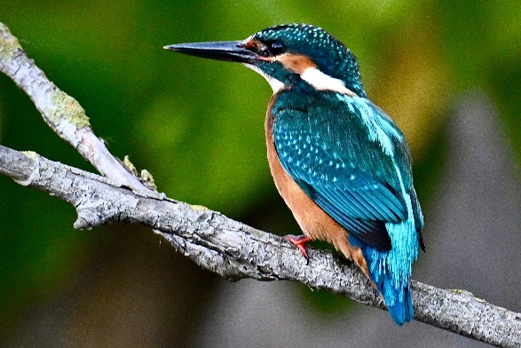 Kingfisher by Lori Herfurth