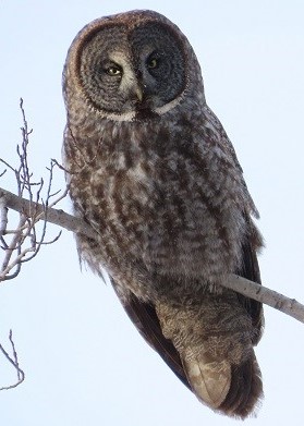 Great Gray Owl