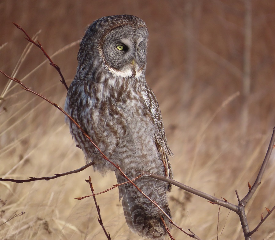 Great Gray Owl, Minnesota. Photo © Gina Nichol 