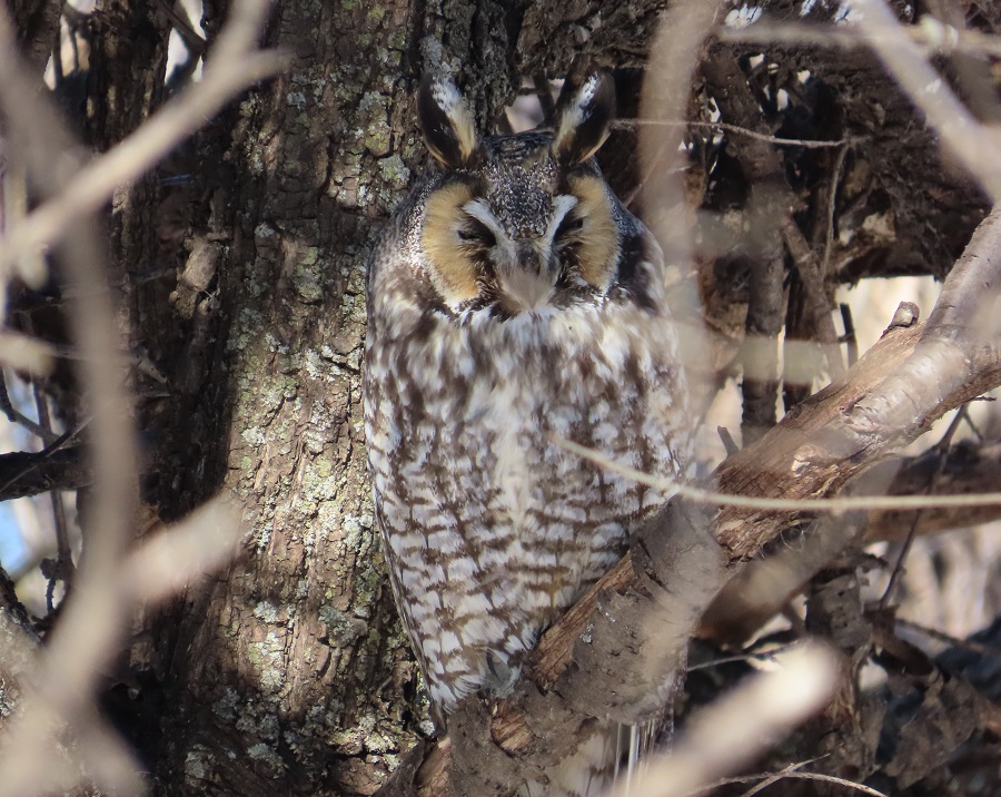 Long-eared Owl, Minnesota. Photo © Gina Nichol 