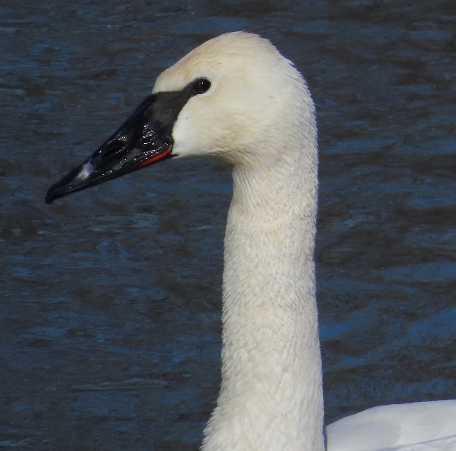 Trumpeter Swan. Photo © Gina Nichol 