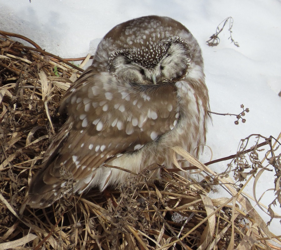 Boreal Owl, Minnesota. Photo © Gina Nichol 