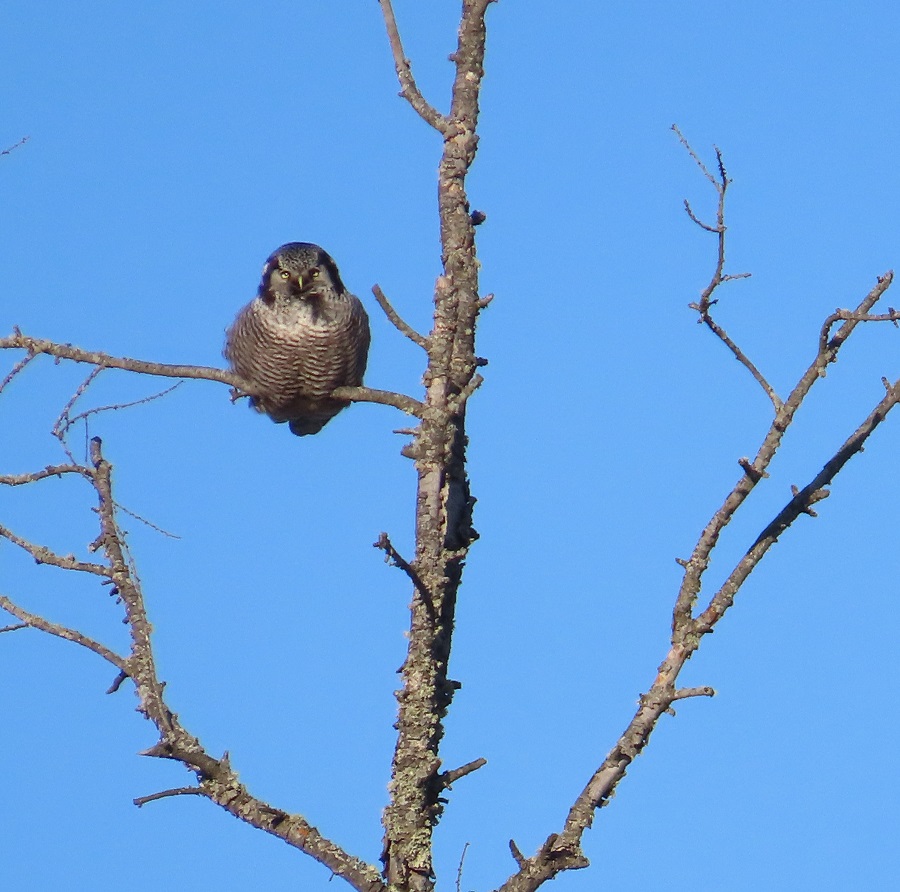 Northern Hawk Owl, Minnesota. Photo © Gina Nichol 