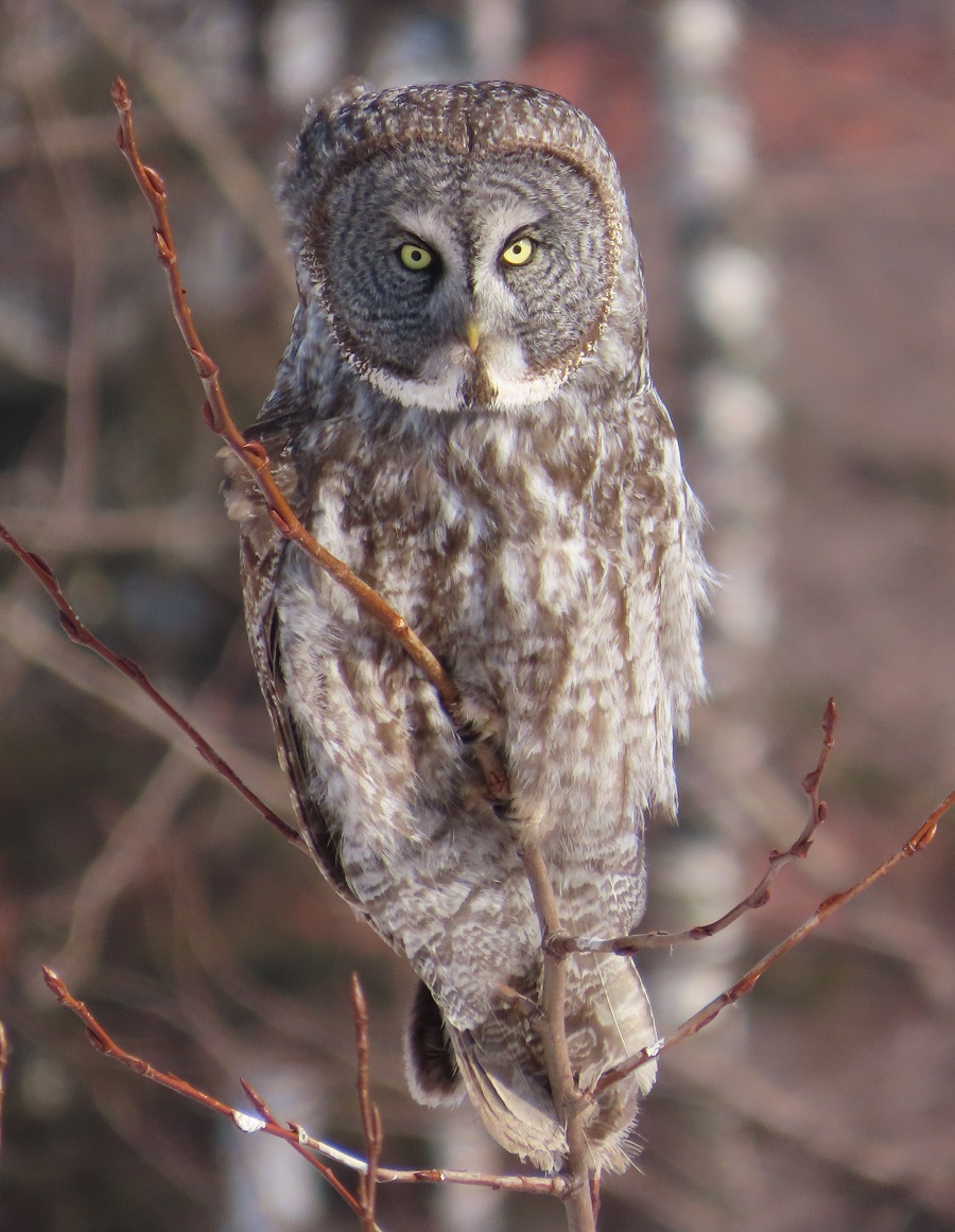 Great Gray Owl. Photo © Gina Nichol 