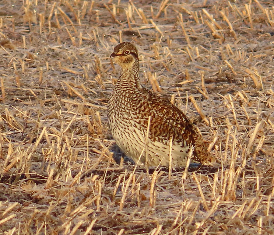 Sharp-tailed Grouse, Minnesota. Photo © Gina Nichol 