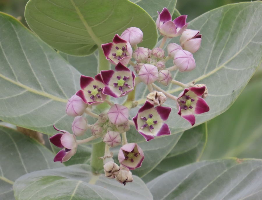 Euphorbia, Oman. Photo © Gina Nichol 