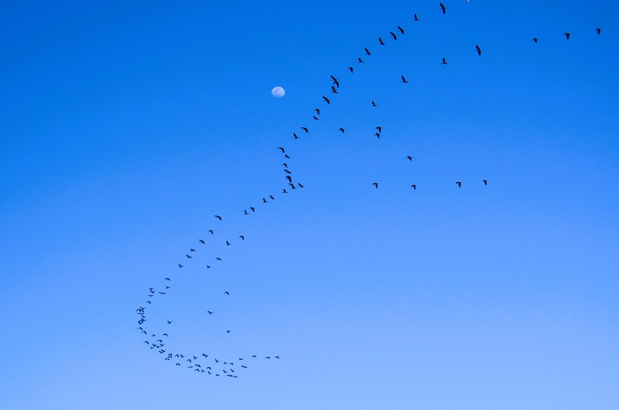 Glossy Ibis, Oman. Photo © Gina Nichol.