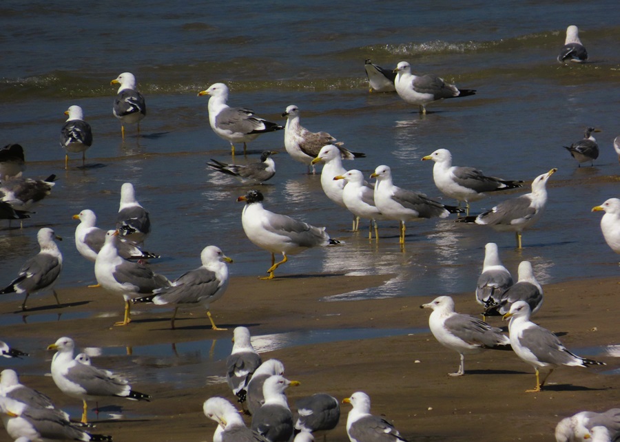 Pallas's Gull (Great black-headed Gull) & friends, Oman. Photo © Gina Nichol 