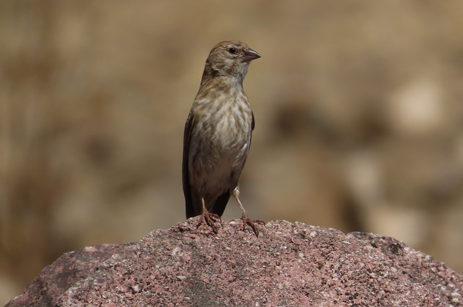 Yemen Serin, Oman. Photo © Gina Nichol 