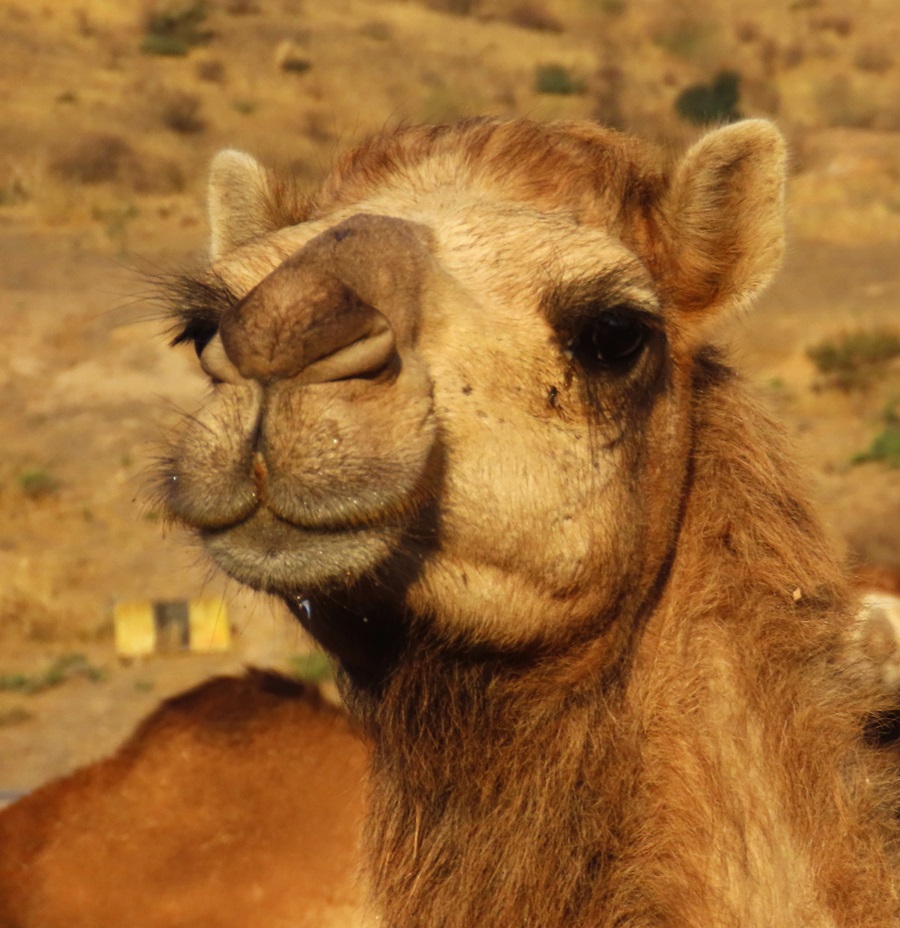 Dromedary Camel, Oman. Photo © Gina Nichol 