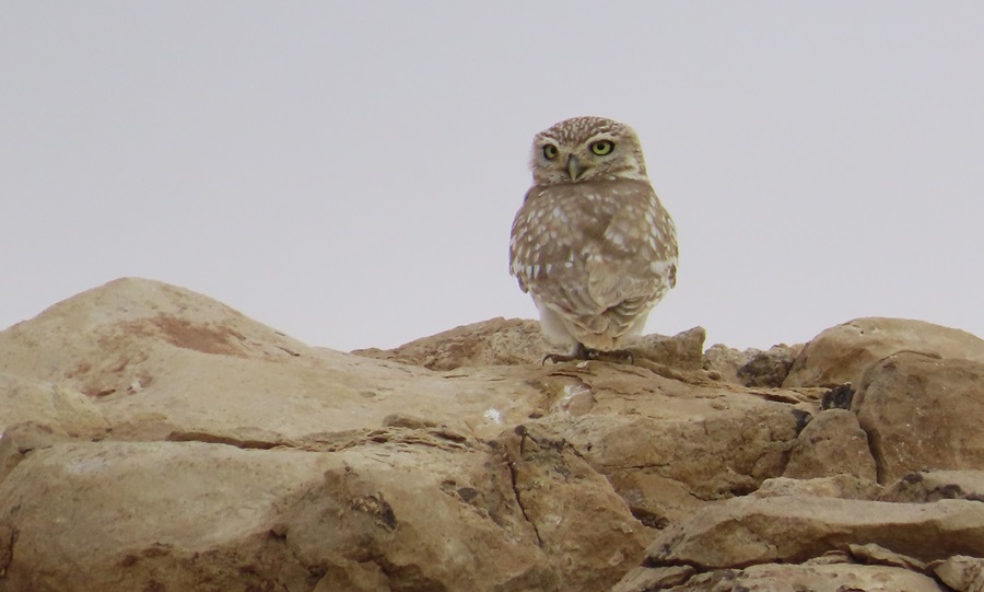 Little (Lilith) Owl, Oman. Photo © Gina Nichol