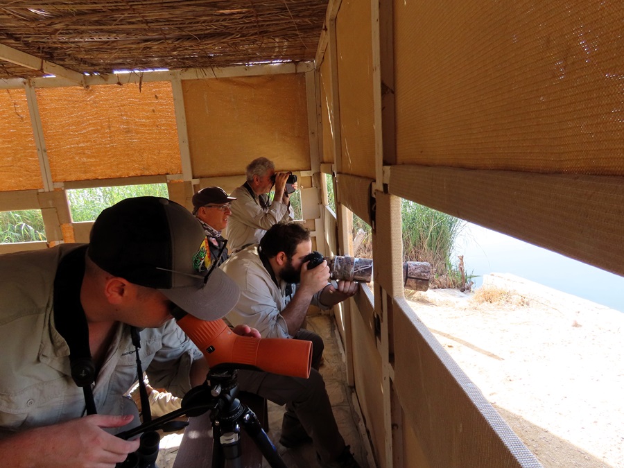 Birding the wetlands near Muscat, Oman. Photo © Gina Nichol 