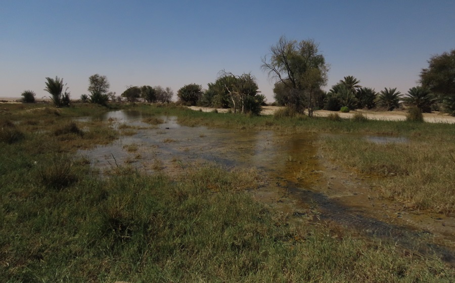 Oasis in the desert, Oman. Photo © Gina Nichol 