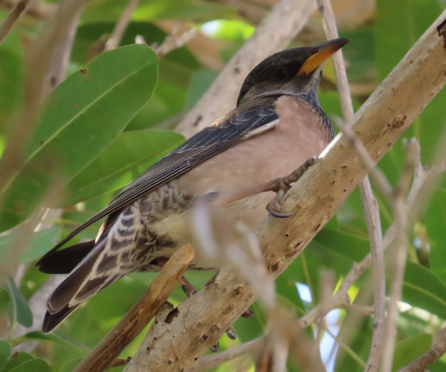 Rosy Starling, Oman. Photo © Gina Nichol 