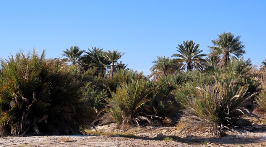 Oasis, Oman. Photo by Gina Nichol. 