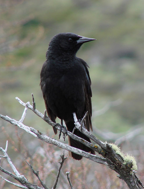 AustralBlackbird