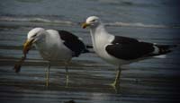 KelpGulls