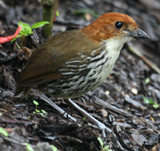 Chestnut-crown