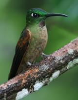 Fawn-breasted Brilliant photo by John Ashworth