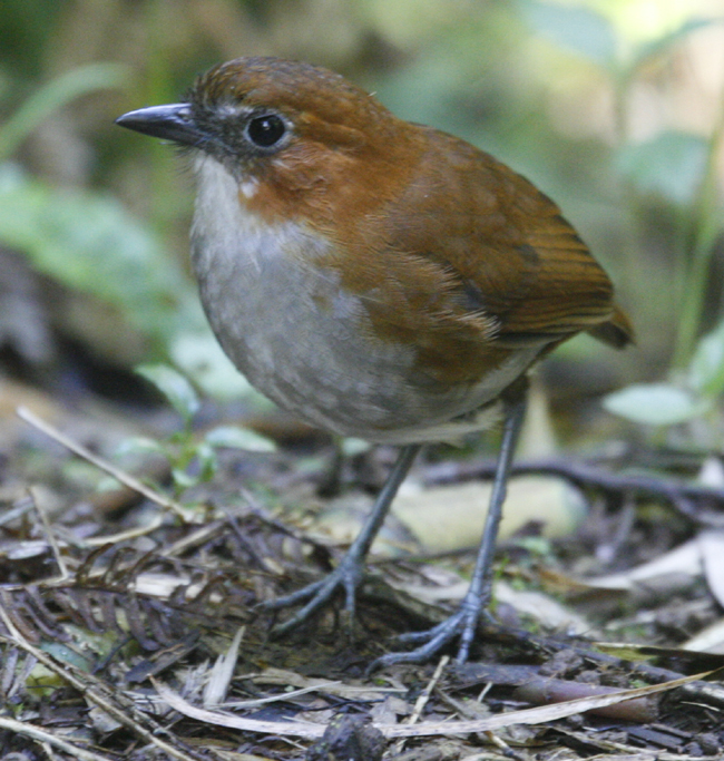 Antpitta