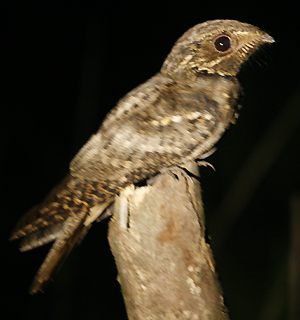 Ladder-tailed Nightjar