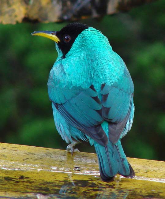 GreenHoneycreeper