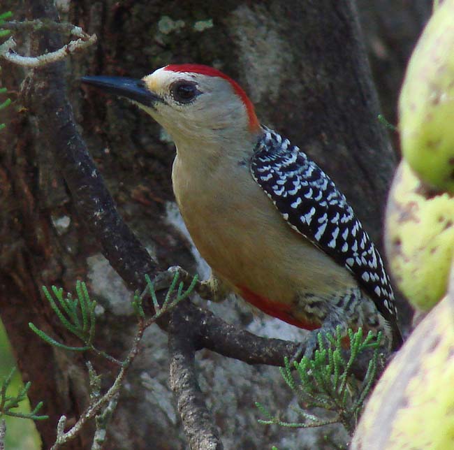 RedCrownedWoodpecker