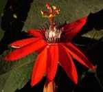 PassionFlower