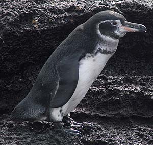 Baby Galapagos Penguin
