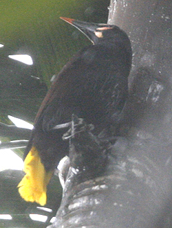 Buado Oropendola