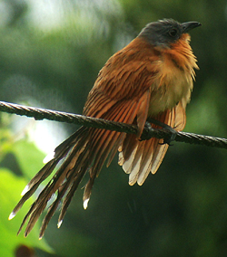 Gray-capped Cuckoo.